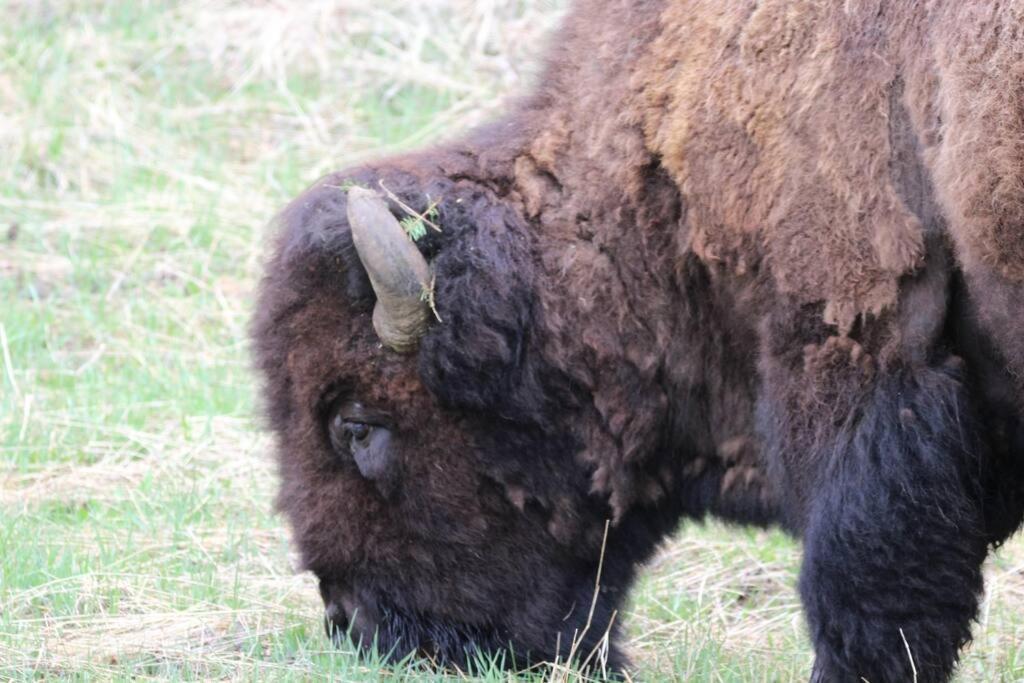 Bison Lodge - Lg Home - 2 Bedrooms - Less Than 5 Miles To Yellowstone North Entrance, Sleeps Up To 8 加德纳 外观 照片