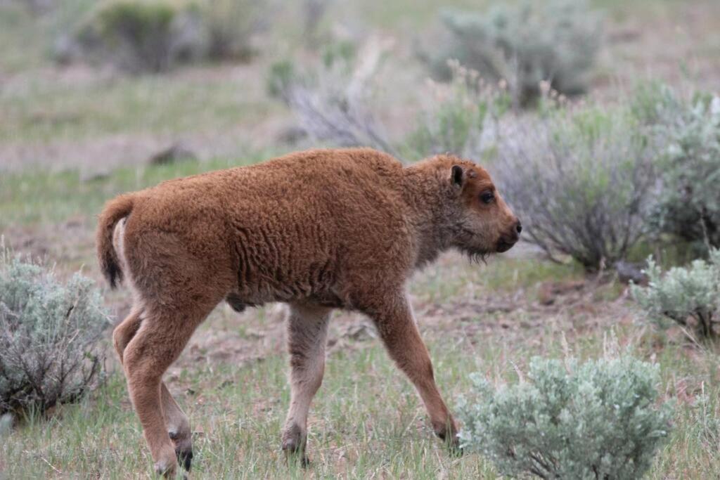 Bison Lodge - Lg Home - 2 Bedrooms - Less Than 5 Miles To Yellowstone North Entrance, Sleeps Up To 8 加德纳 外观 照片