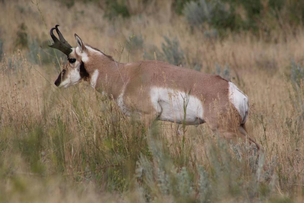 Bison Lodge - Lg Home - 2 Bedrooms - Less Than 5 Miles To Yellowstone North Entrance, Sleeps Up To 8 加德纳 外观 照片