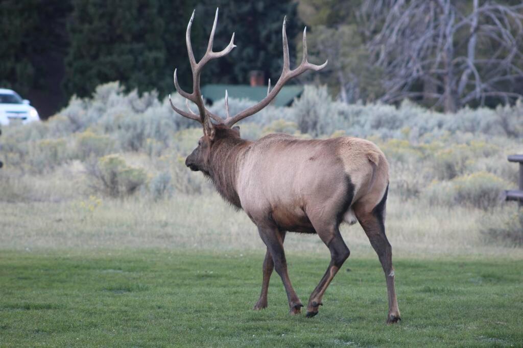 Bison Lodge - Lg Home - 2 Bedrooms - Less Than 5 Miles To Yellowstone North Entrance, Sleeps Up To 8 加德纳 外观 照片
