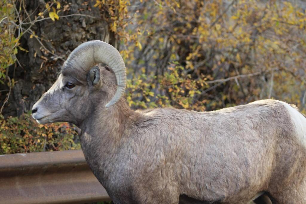 Bison Lodge - Lg Home - 2 Bedrooms - Less Than 5 Miles To Yellowstone North Entrance, Sleeps Up To 8 加德纳 外观 照片